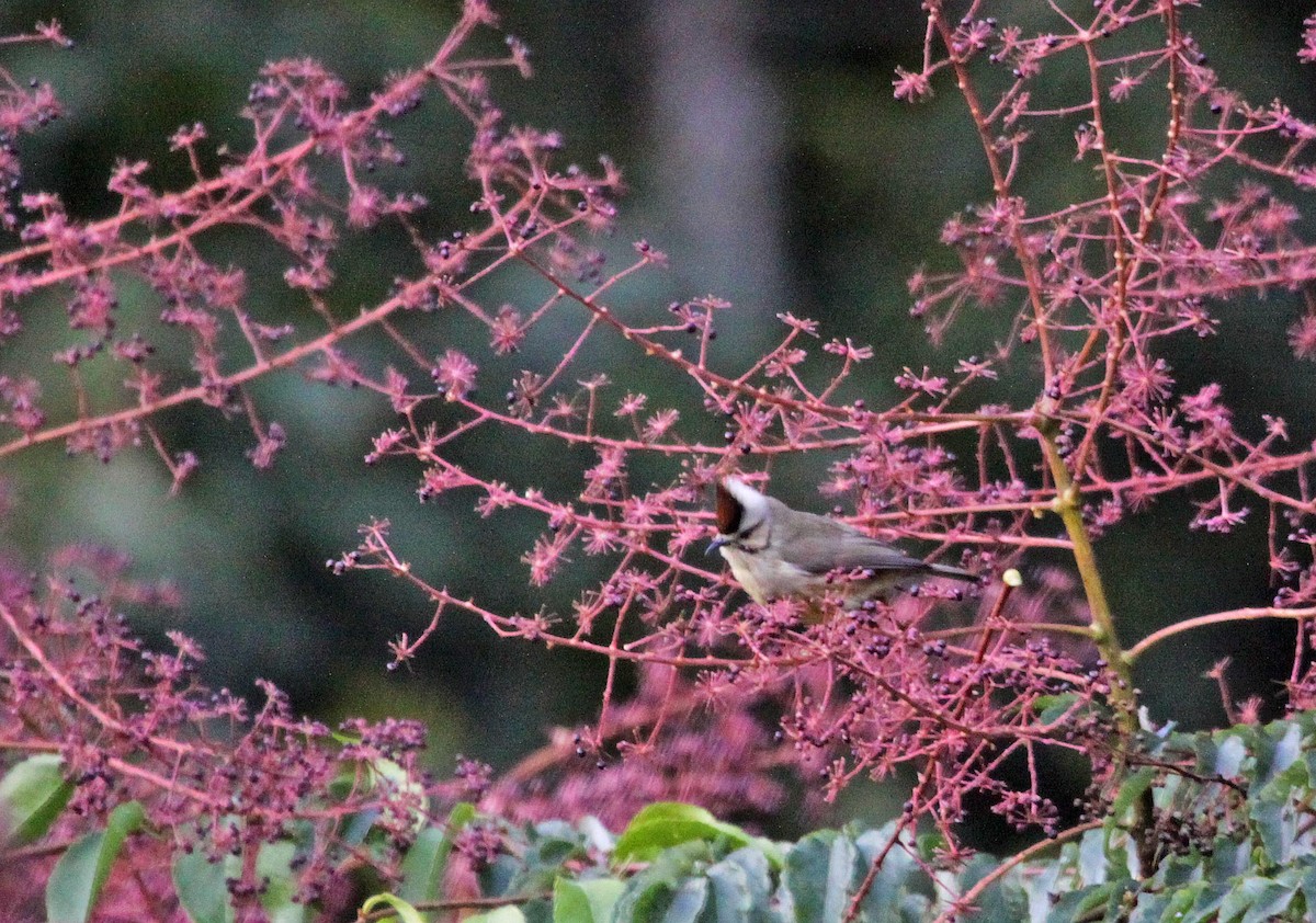 Taiwan Yuhina - ML393793681