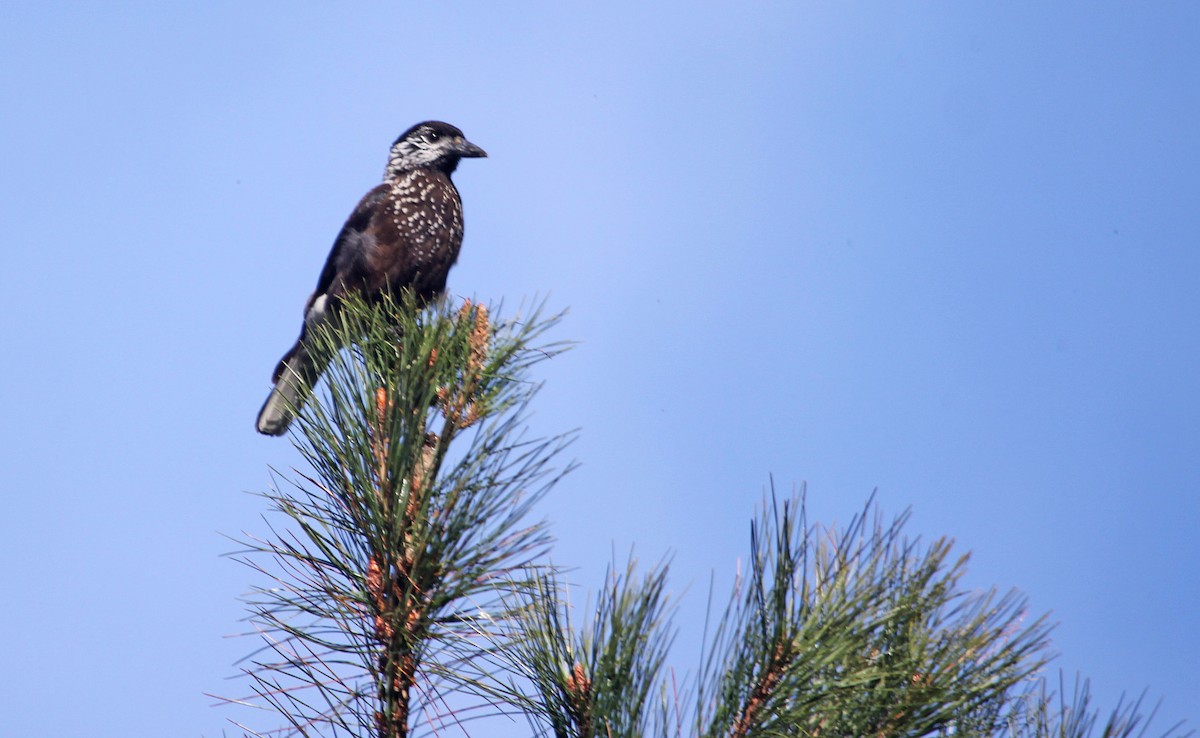 Eurasian Nutcracker (Southern) - ML393793741