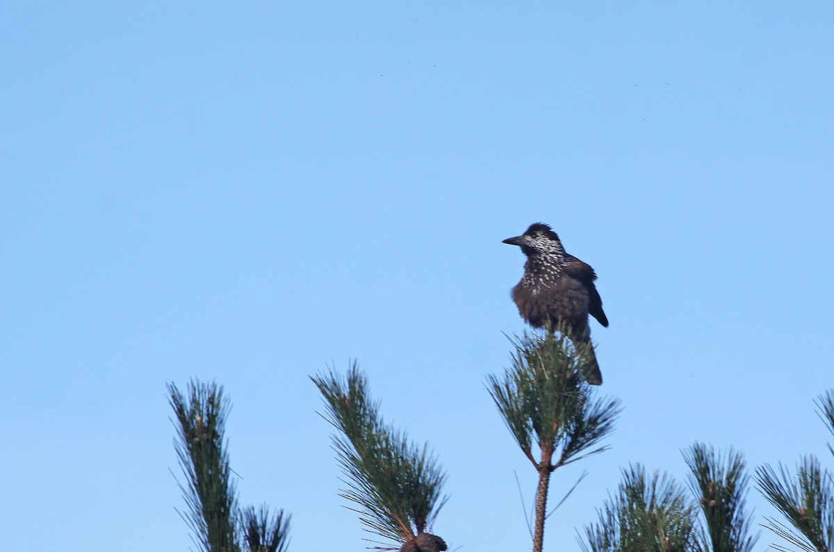 Eurasian Nutcracker (Southern) - ML393793751