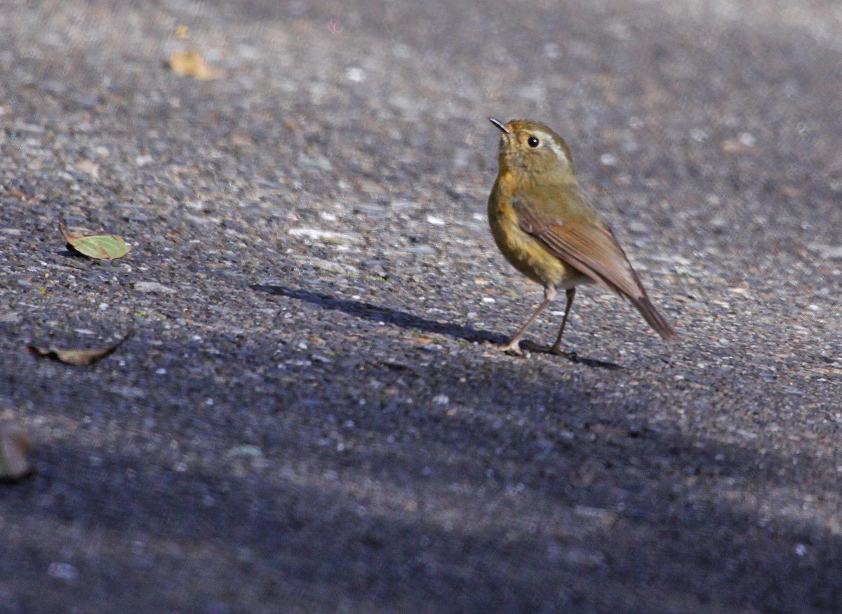 White-browed Bush-Robin - ML393793871