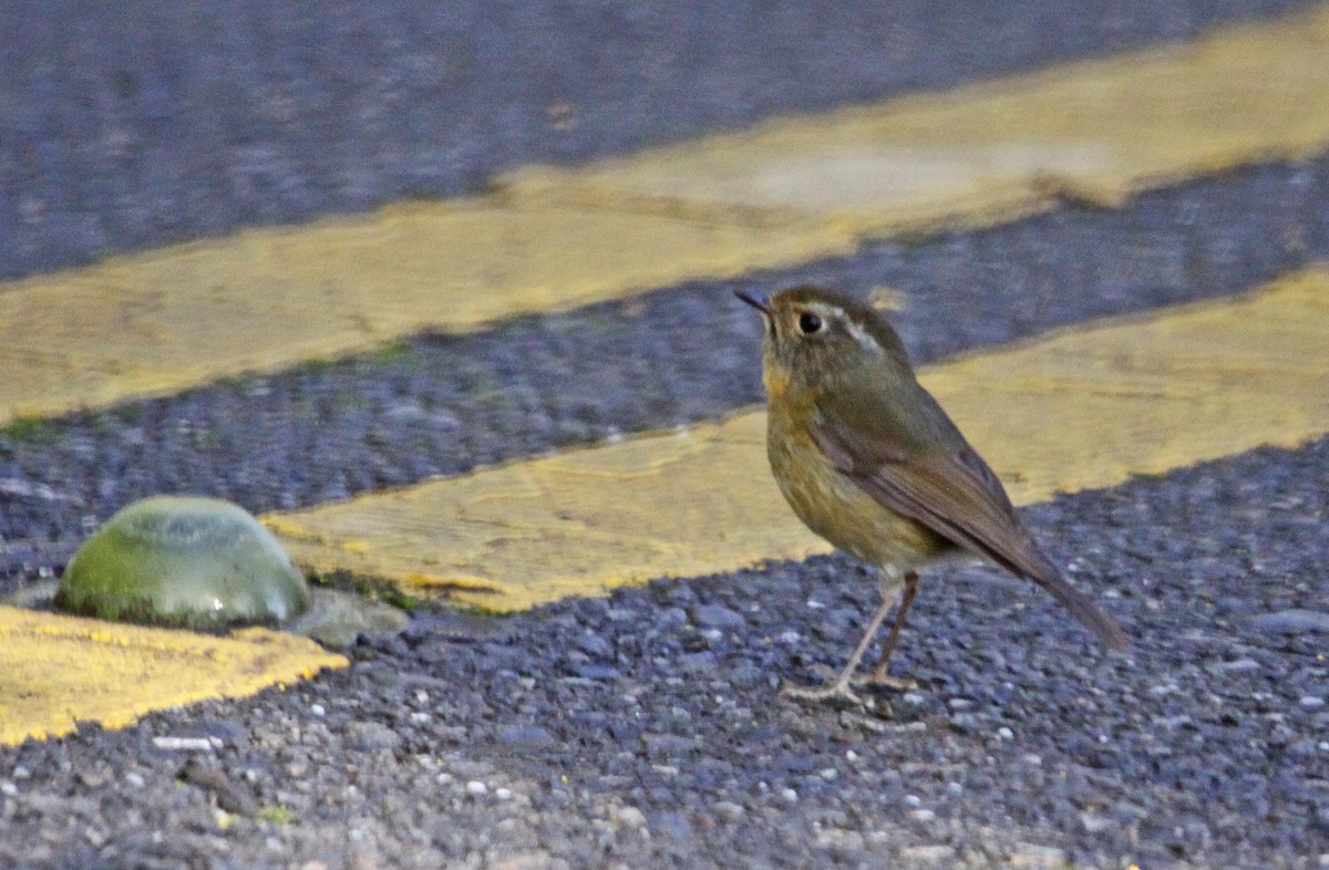 White-browed Bush-Robin - ML393793881