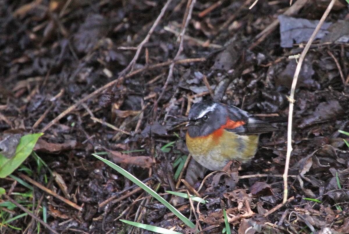 Collared Bush-Robin - ML393793891