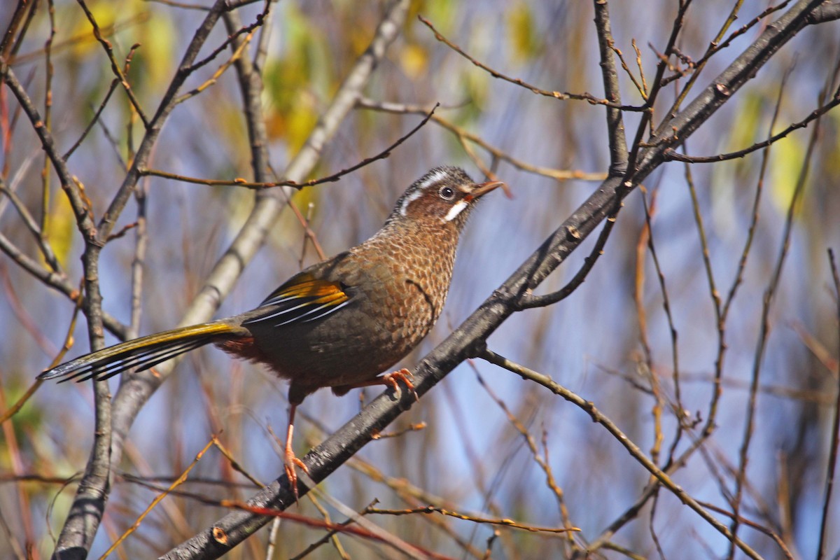 White-whiskered Laughingthrush - ML393793901