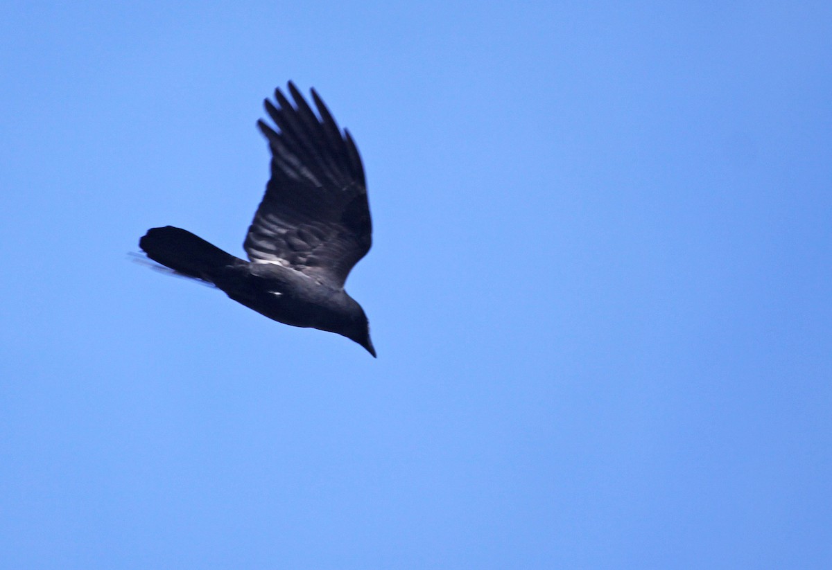 Large-billed Crow - ML393793911