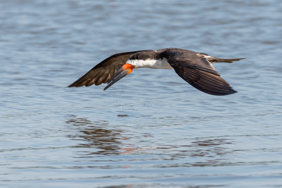 Black Skimmer - ML393794011