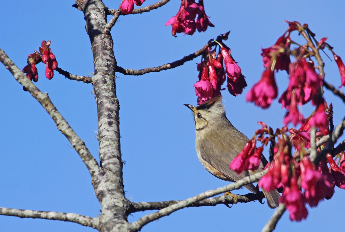 Taiwan Yuhina - Ricardo Santamaria