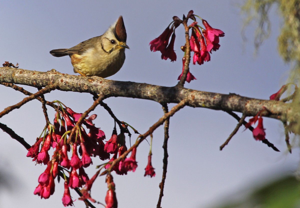 Taiwan Yuhina - ML393794051