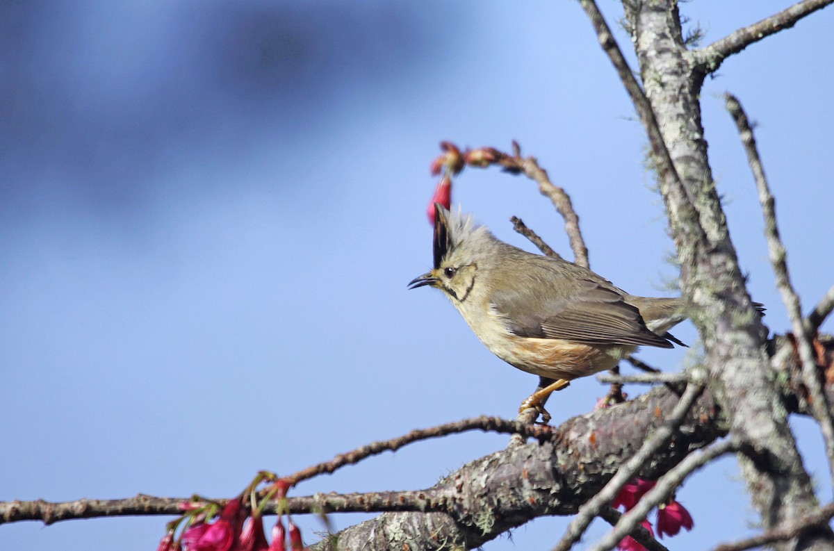 Braunscheitelyuhina - ML393794061