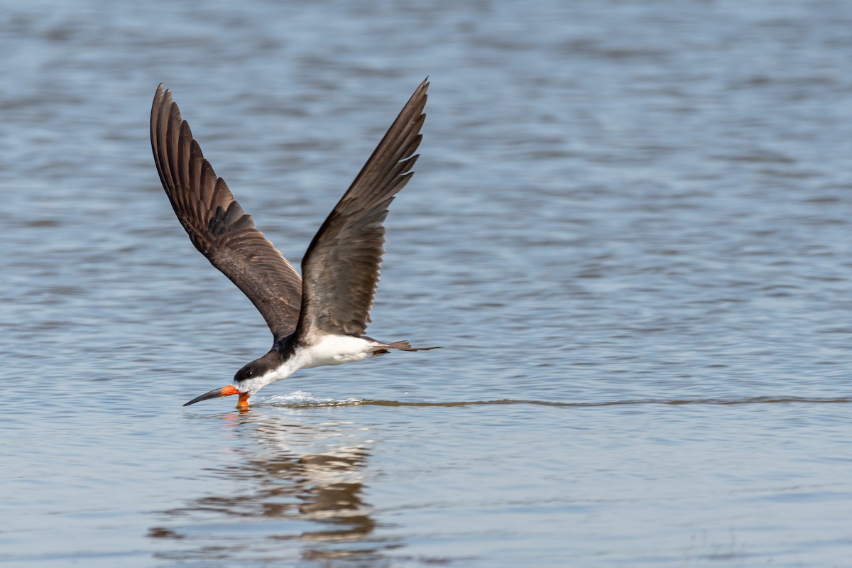 Black Skimmer - Carlos Rossello