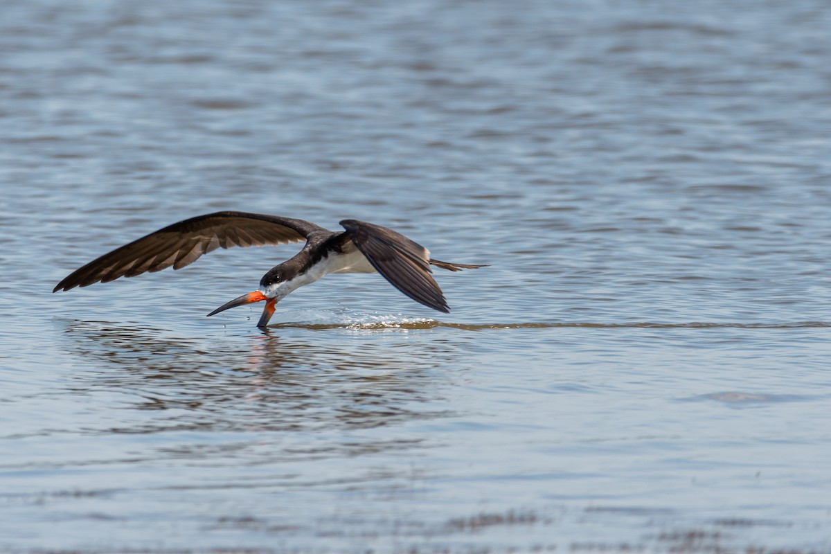 Black Skimmer - ML393794091