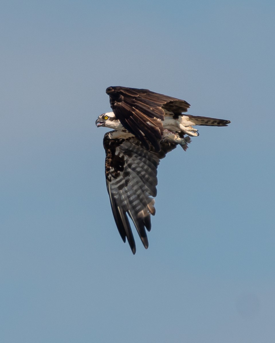 Osprey - Carlos Rossello