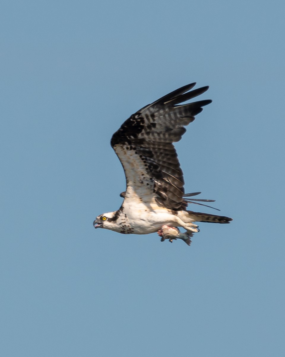 Osprey - Carlos Rossello