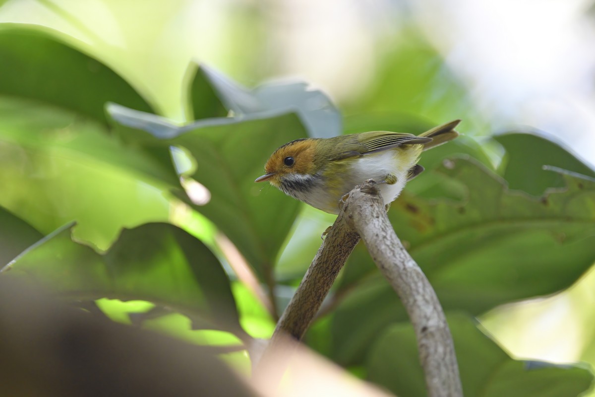 Rufous-faced Warbler - Chun Fai LO