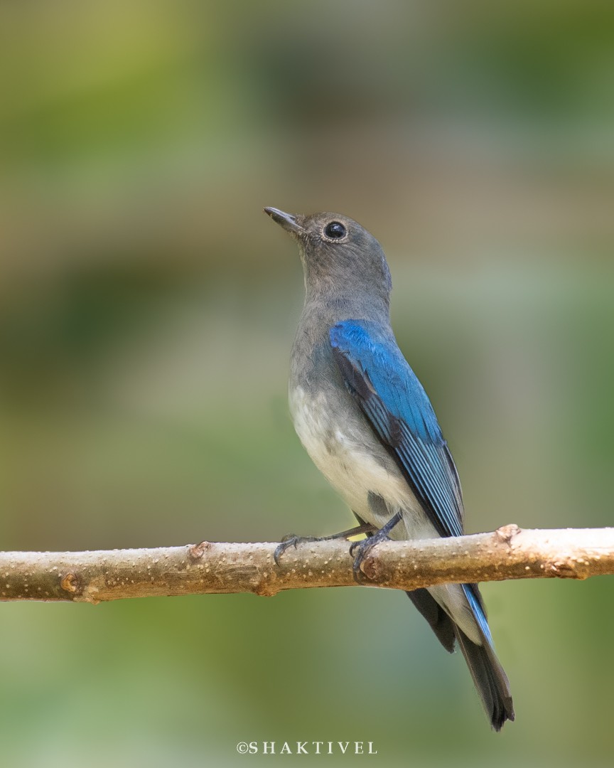 Blue-and-white Flycatcher - Shakti - Tribesmen.in