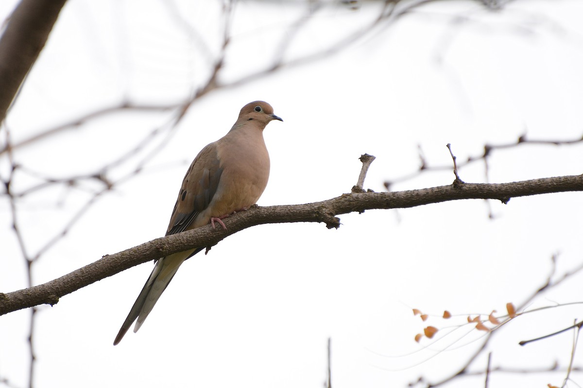 Mourning Dove - Lewis Ulrey