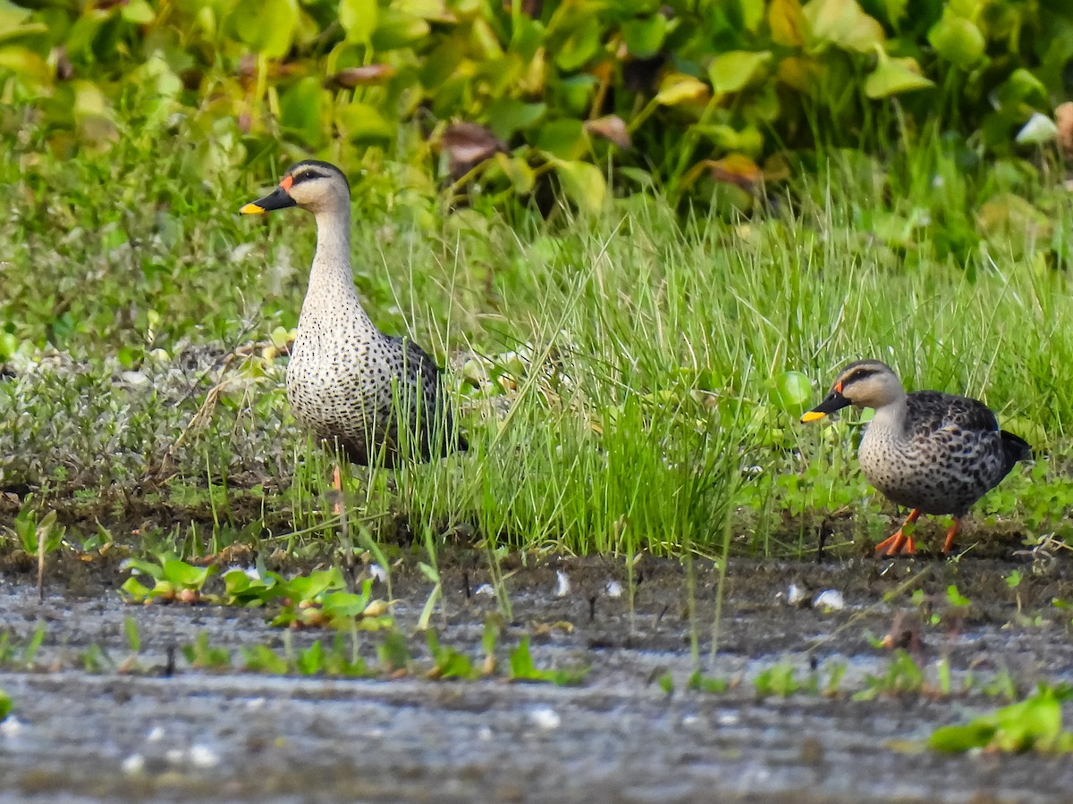 Indian Spot-billed Duck - ML393798051