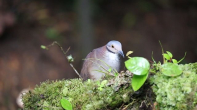 White-throated Quail-Dove - ML393798981