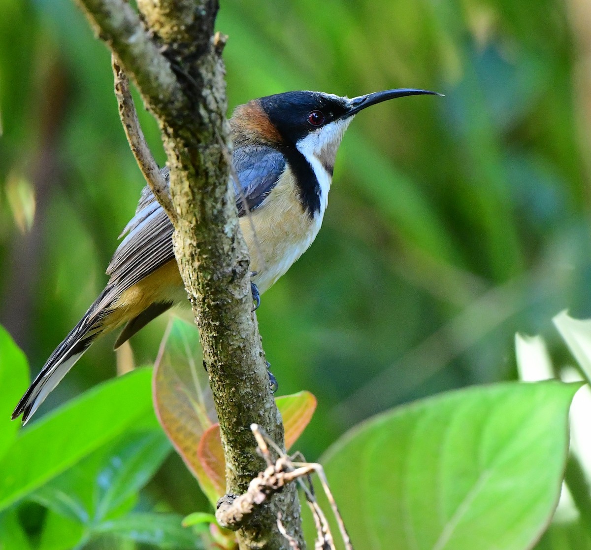 Eastern Spinebill - ML393800561