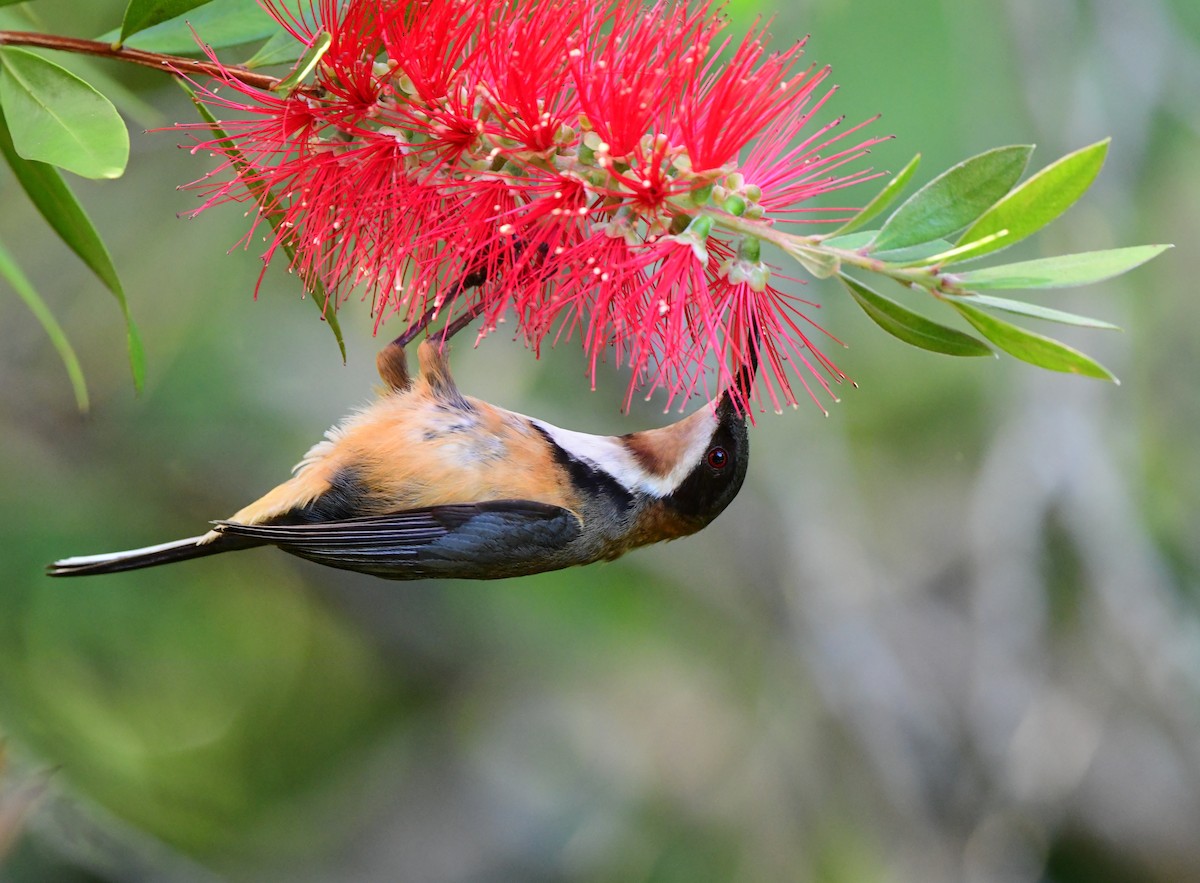 Eastern Spinebill - ML393800571