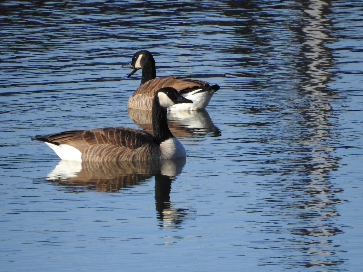 Canada Goose - ML393803921