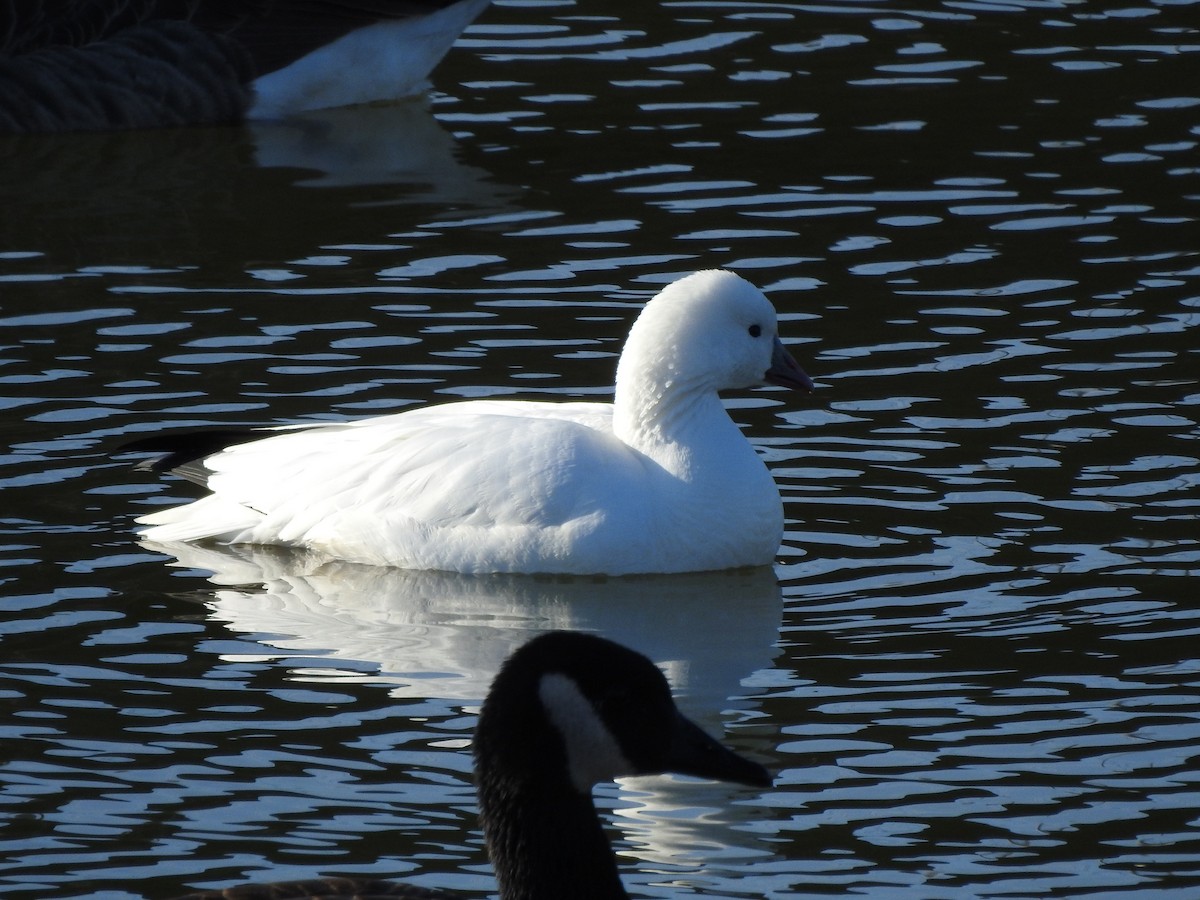 Ross's Goose - ML393803971