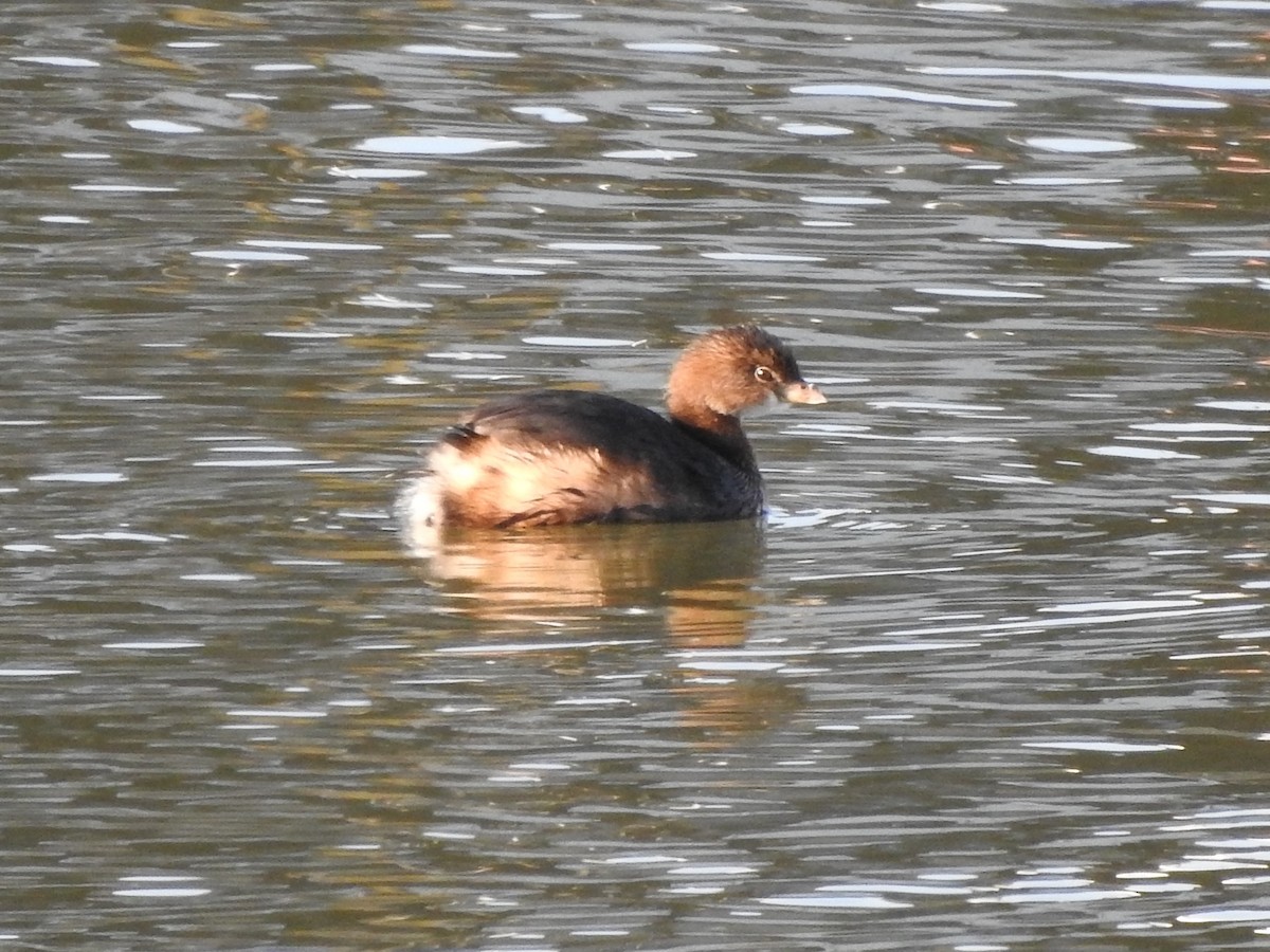 Pied-billed Grebe - ML393804031