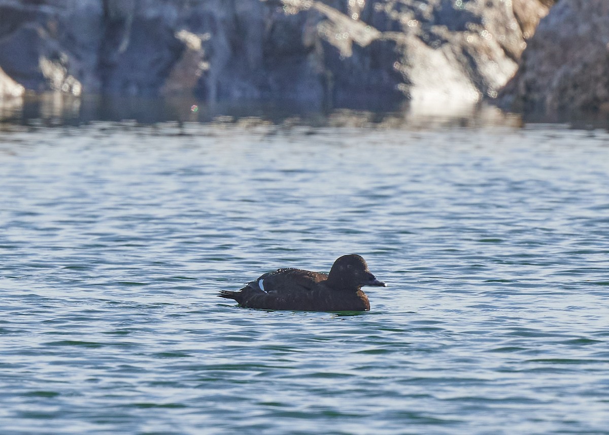 White-winged Scoter - ML393804311