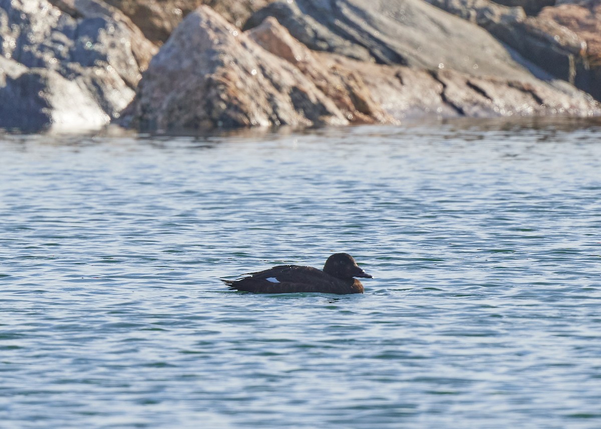 White-winged Scoter - ML393804321