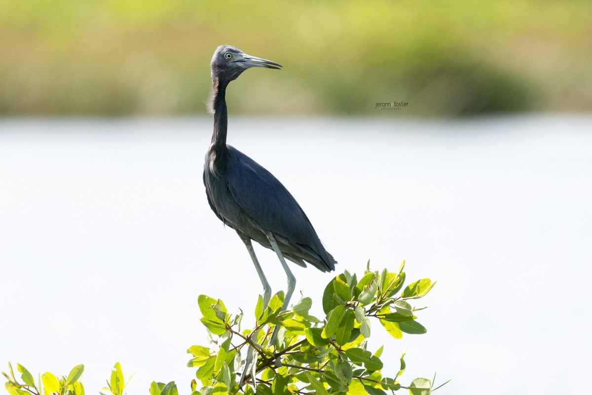 Little Blue Heron - ML39380441