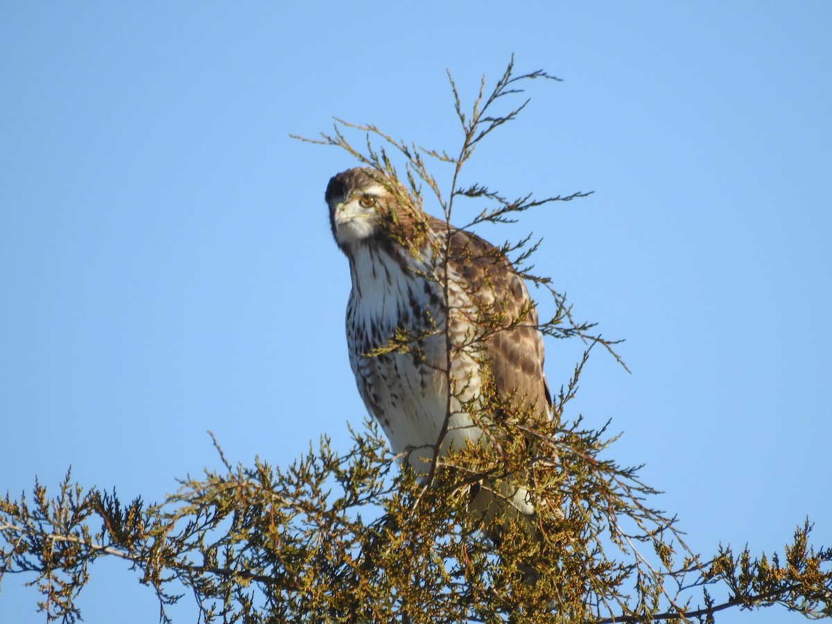 Red-tailed Hawk - ML393804491
