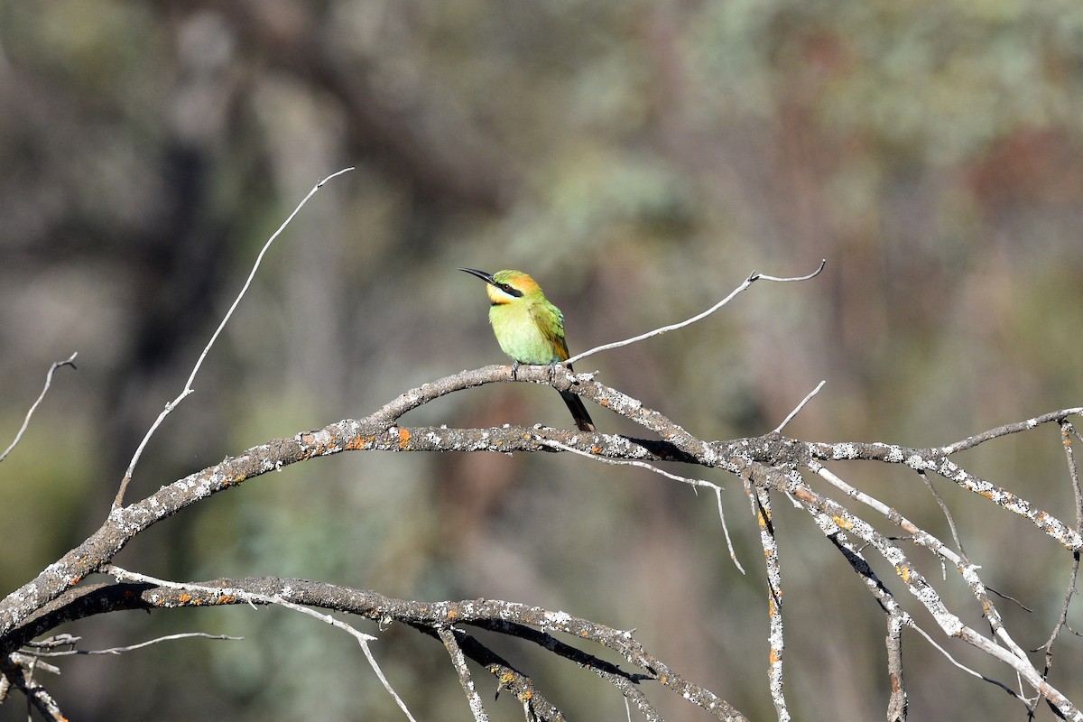 Rainbow Bee-eater - ML393805181