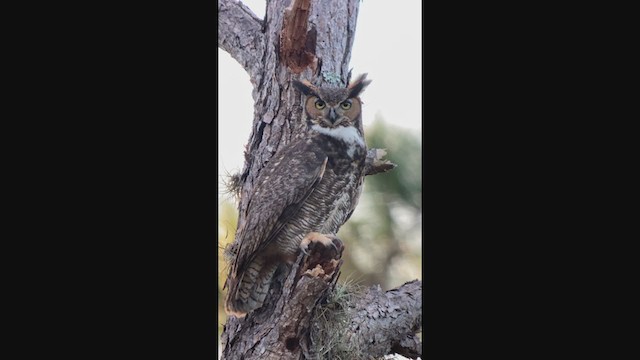 Great Horned Owl - ML393805271