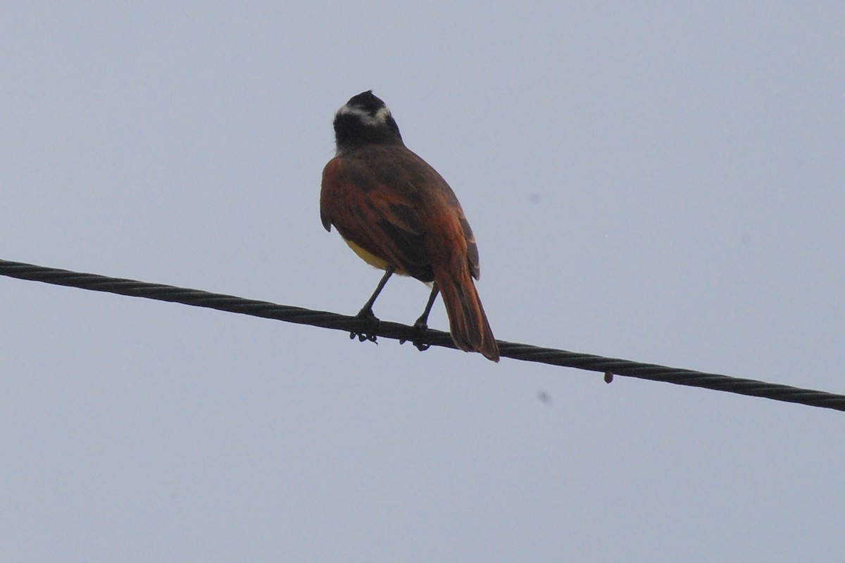 Great Kiskadee - Robert Vaughan