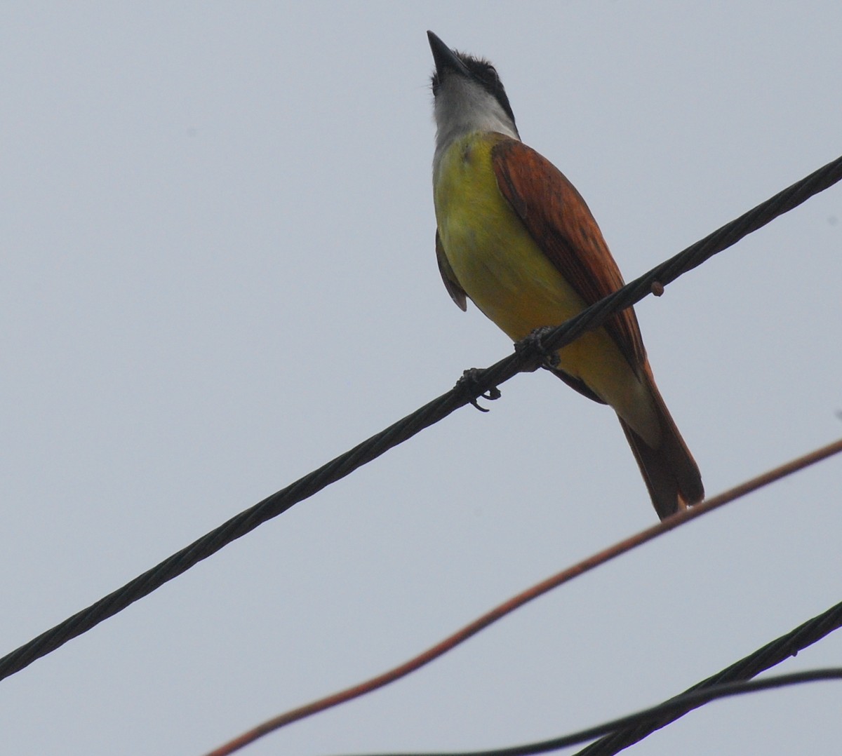 Great Kiskadee - ML393806131