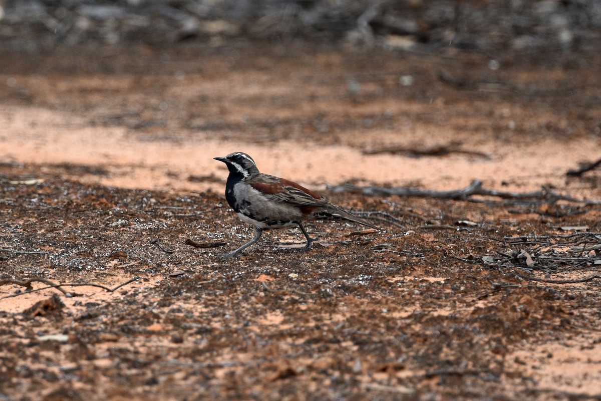 Chestnut Quail-thrush - ML393806211