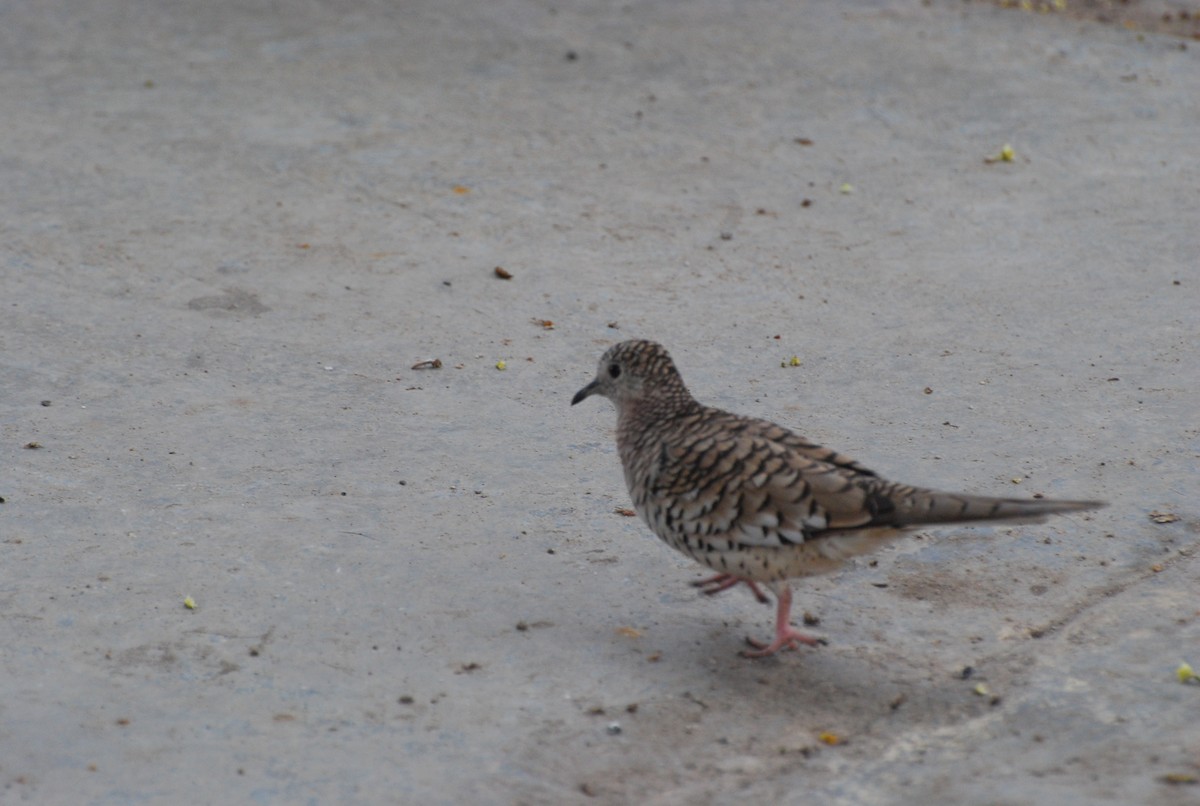 Scaled Dove - ML393806281