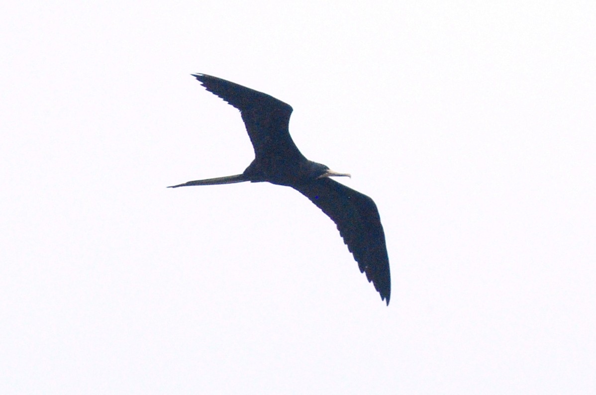 Magnificent Frigatebird - ML393806381