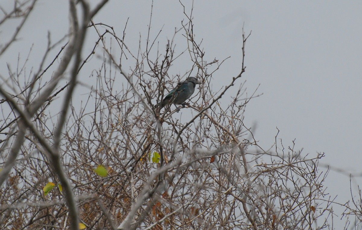 Glaucous Tanager - ML393806621