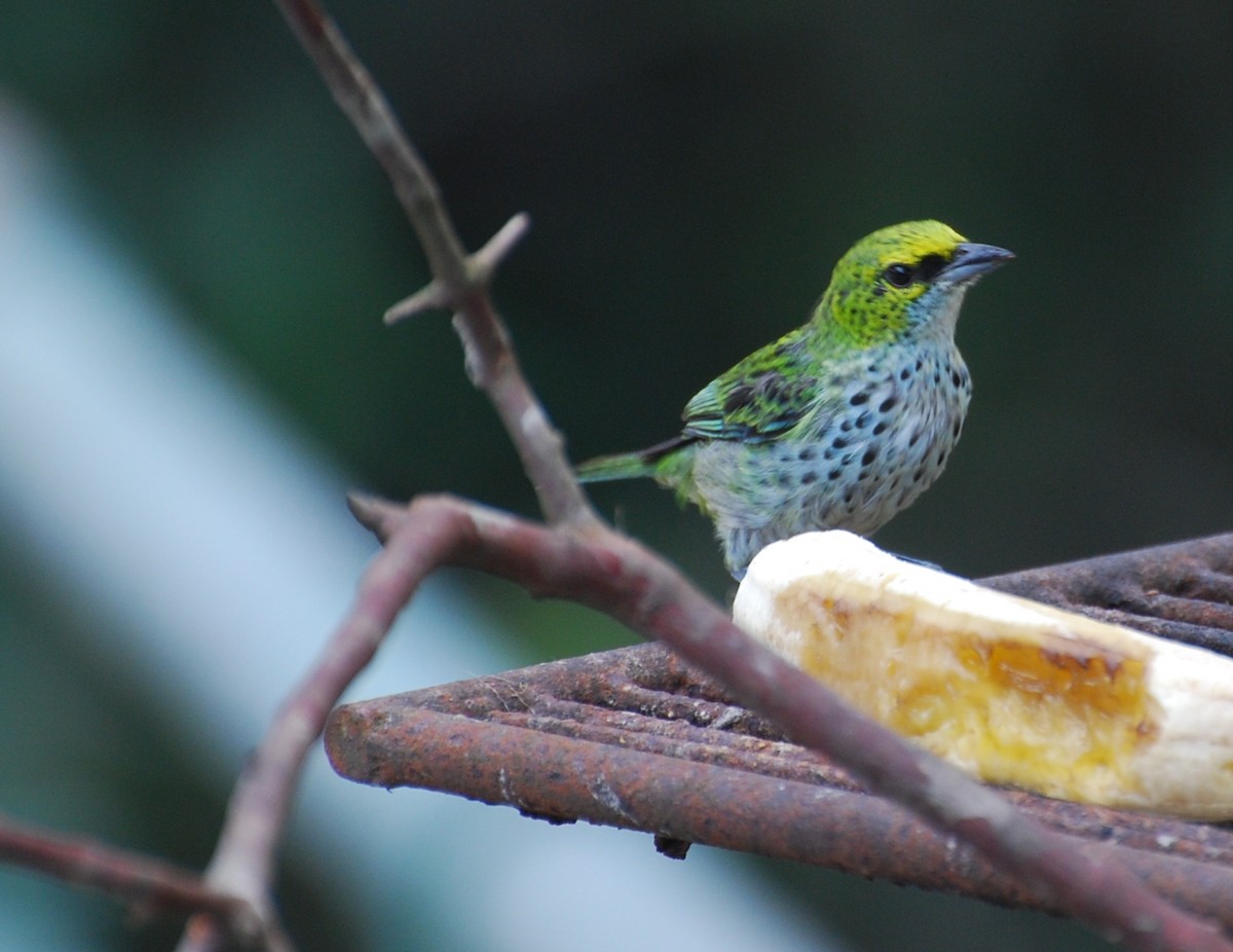 Speckled Tanager - Robert Vaughan