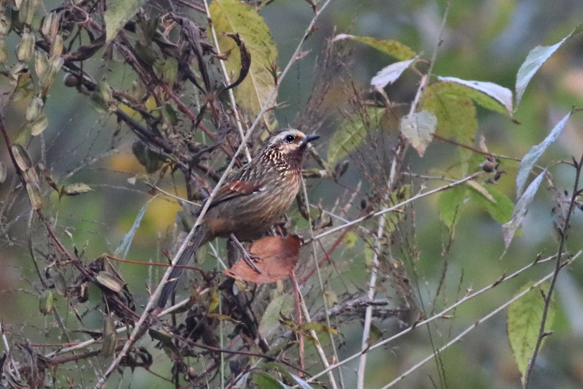 Striped Laughingthrush - Dibyendu Ash