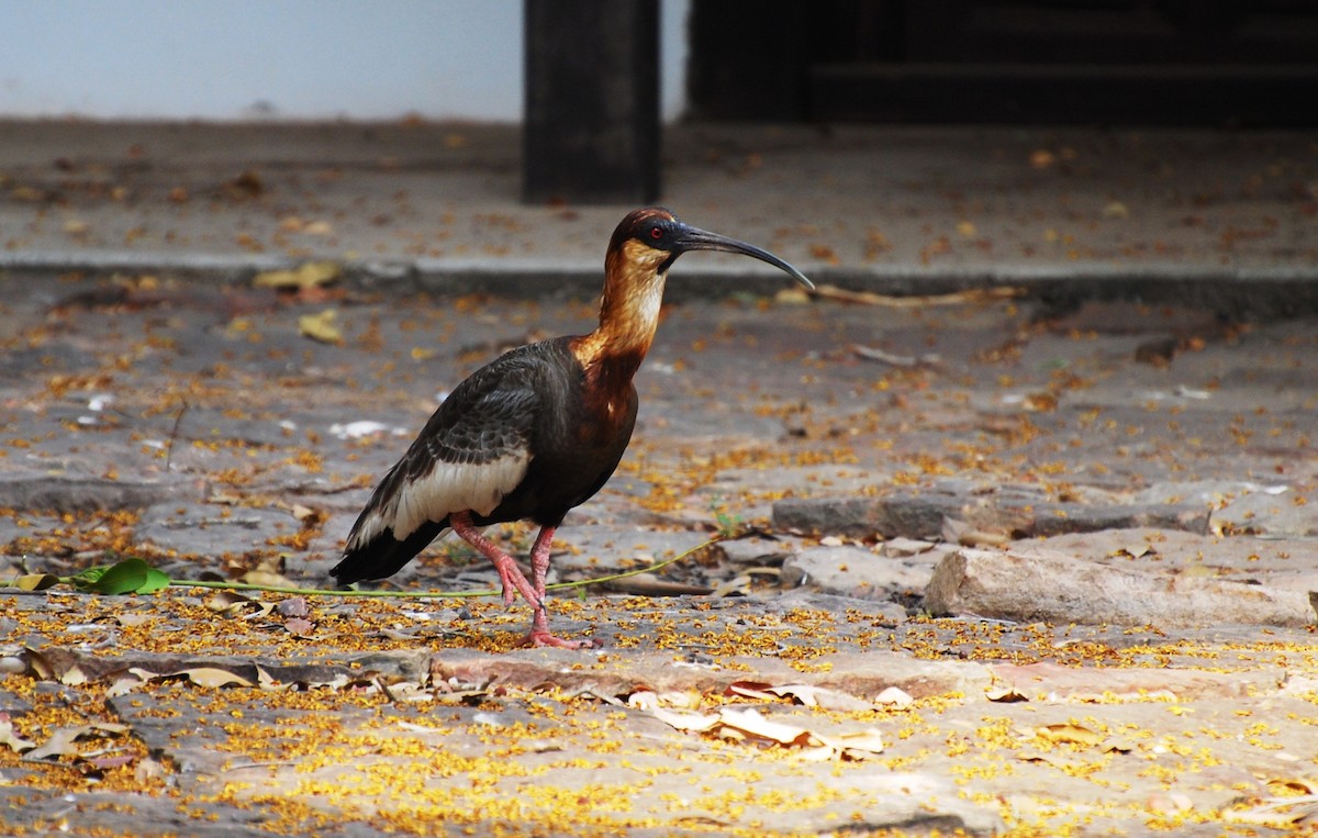 Buff-necked Ibis - Robert Vaughan