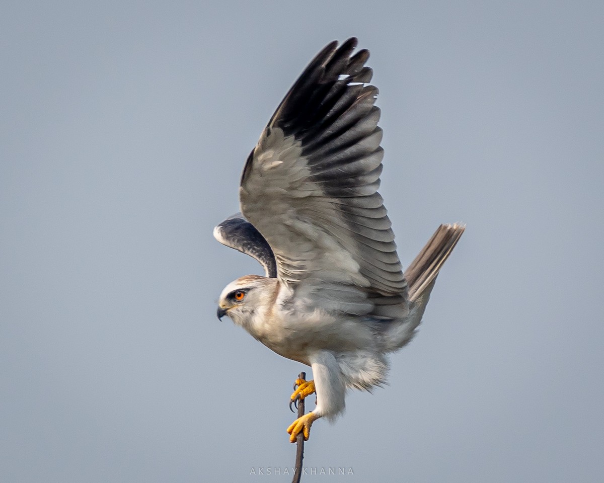 Black-winged Kite - ML393808761