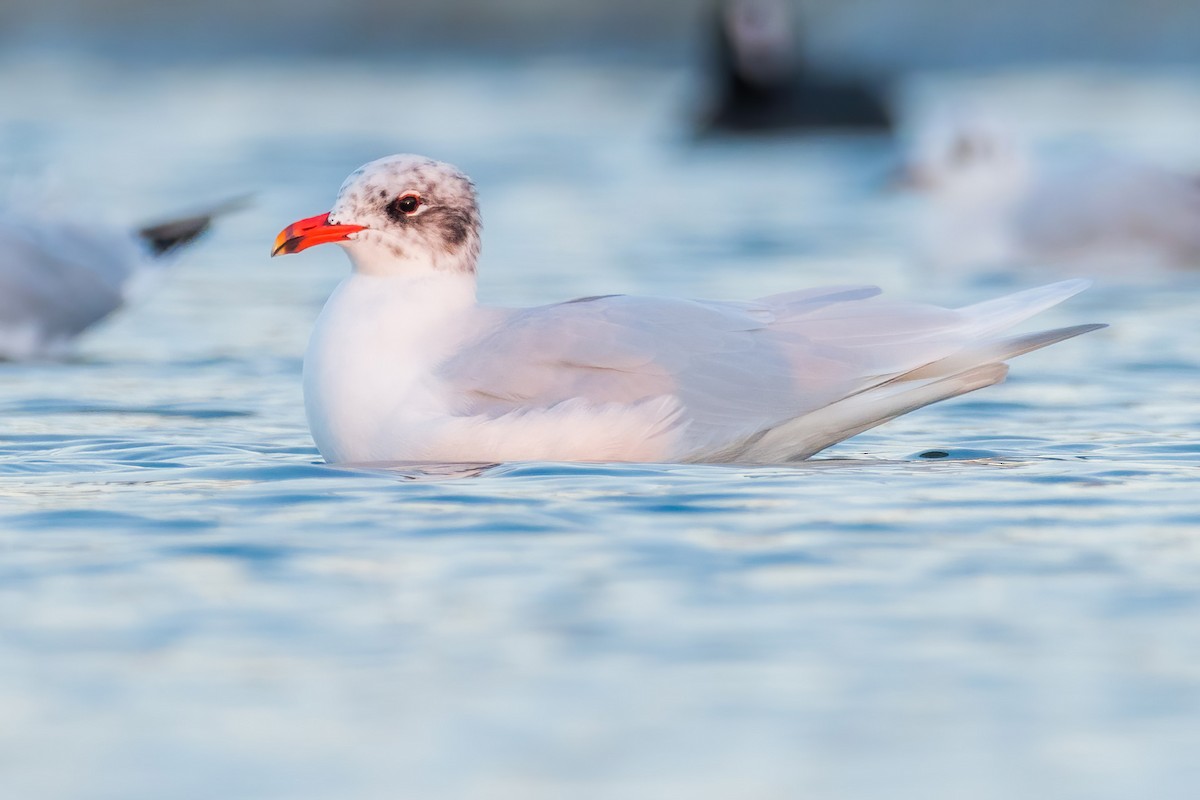 Mediterranean Gull - Yeray Seminario