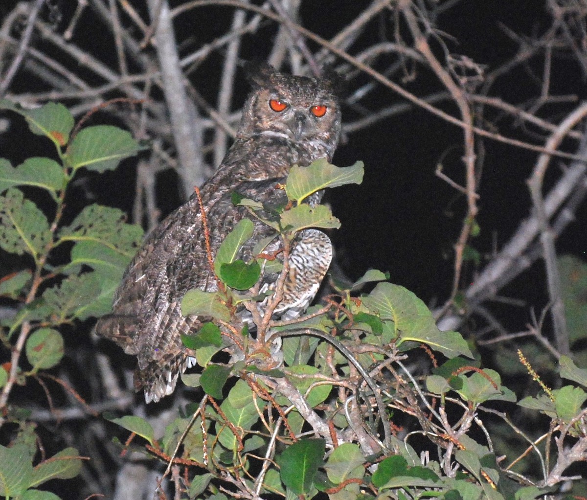 Great Horned Owl - ML393809021