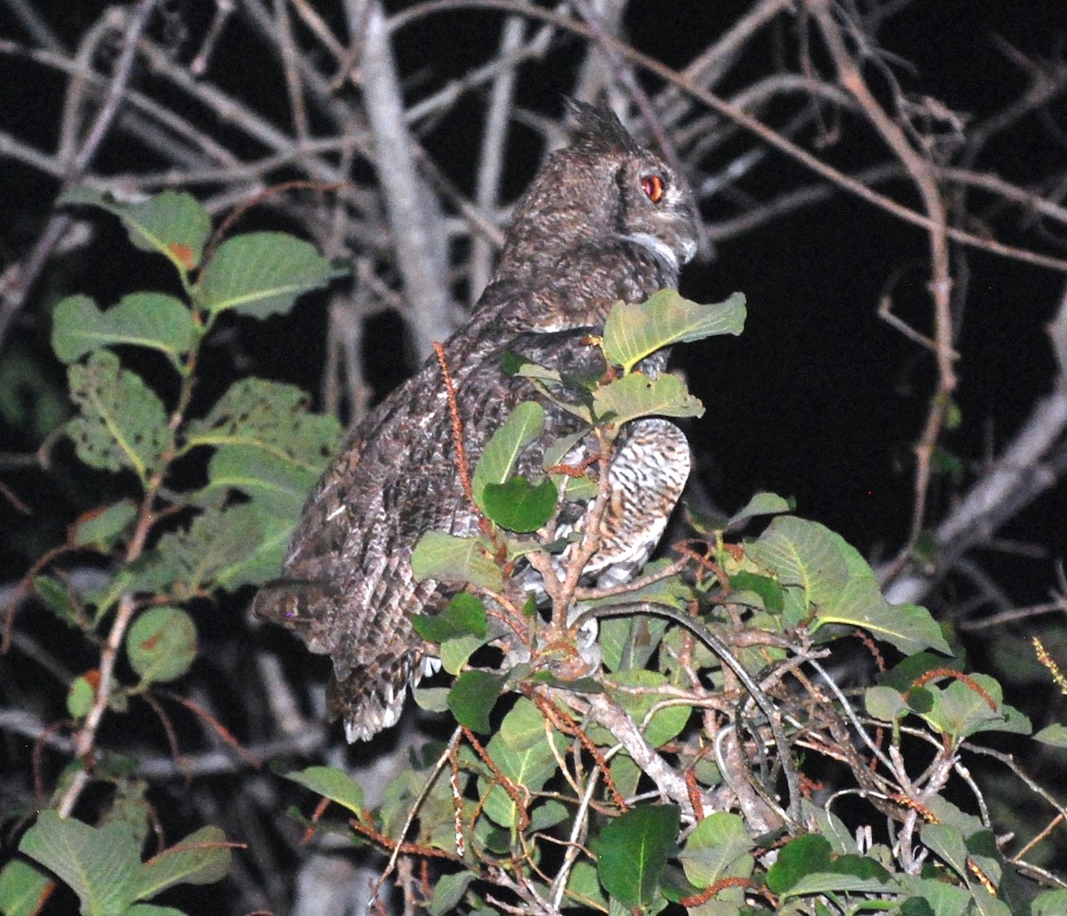 Great Horned Owl - ML393809031
