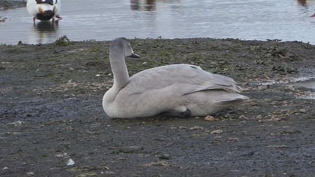 Tundra Swan - ML393809141