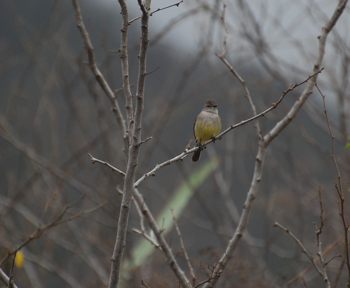 Northern Scrub-Flycatcher - ML393809511