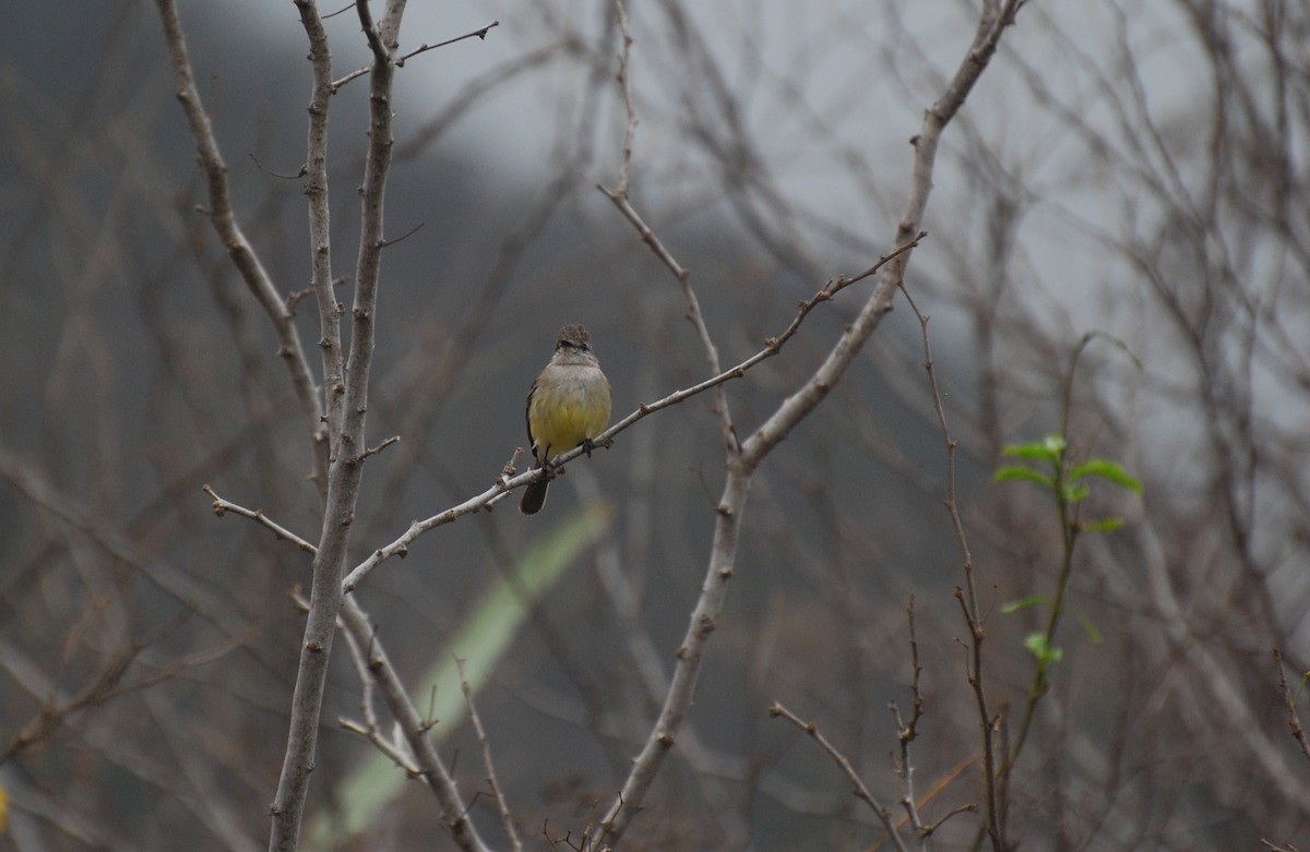 Northern Scrub-Flycatcher - ML393809521