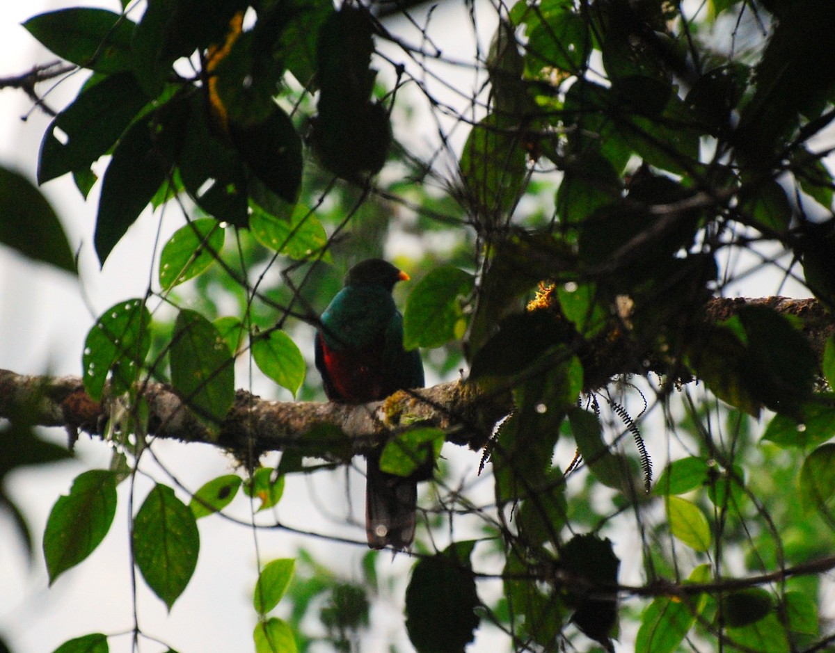 White-tipped Quetzal - ML393810941