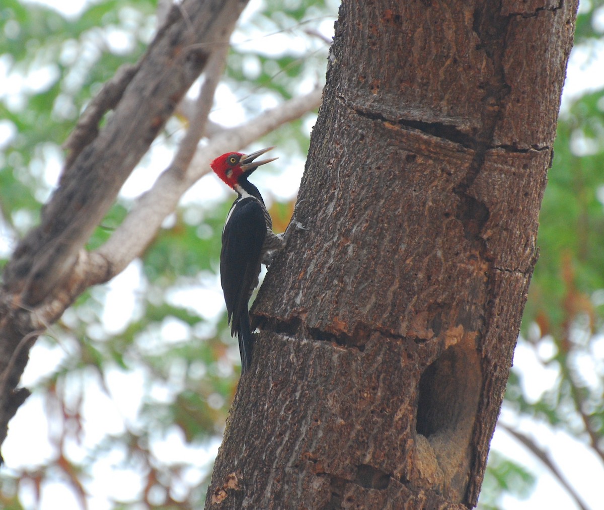 Crimson-crested Woodpecker - ML393811251
